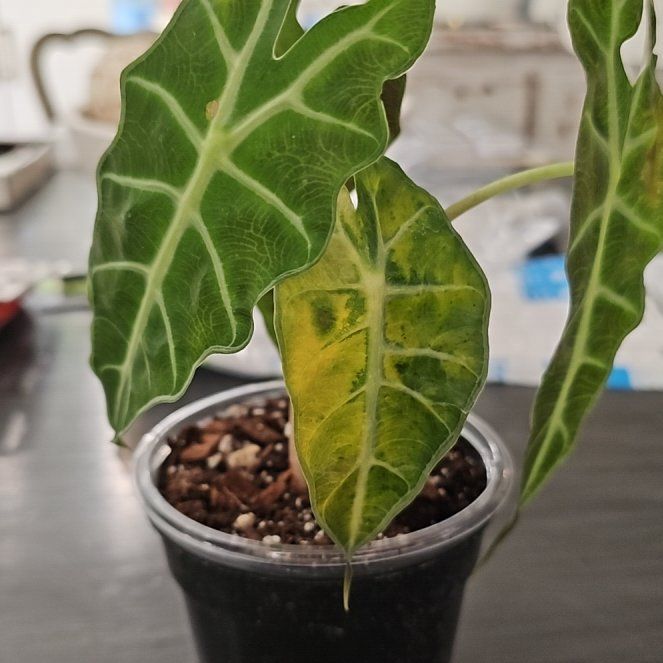 Photo of the plant species Variegated Alocasia Amazonica by @plantlover69 named Willow on Greg, the plant care app