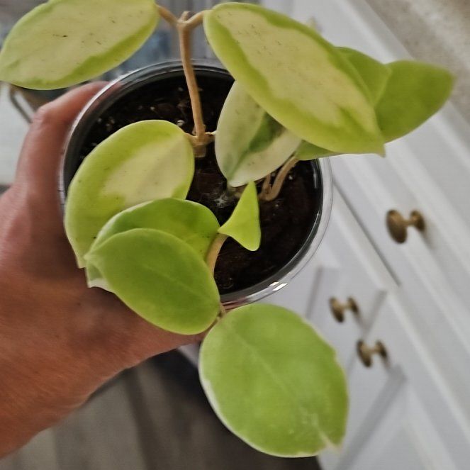 Photo of the plant species Hoya incrassata 'Albomarginata' by @plantlover69 named Lola on Greg, the plant care app