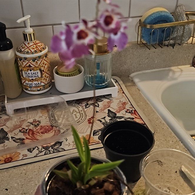 Photo of the plant species Orchid by @plantlover69 named Achilles on Greg, the plant care app