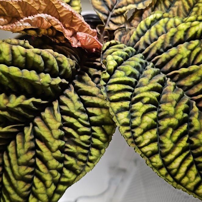 Photo of the plant species Ardisia 'Cool Fire' by @plantlover69 named Gregarious on Greg, the plant care app