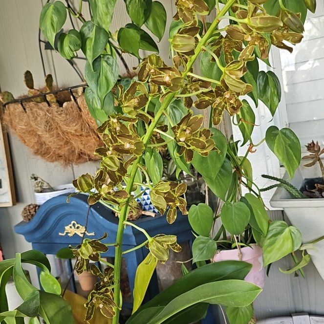 Photo of the plant species Orchid by @plantlover69 named Messi on Greg, the plant care app