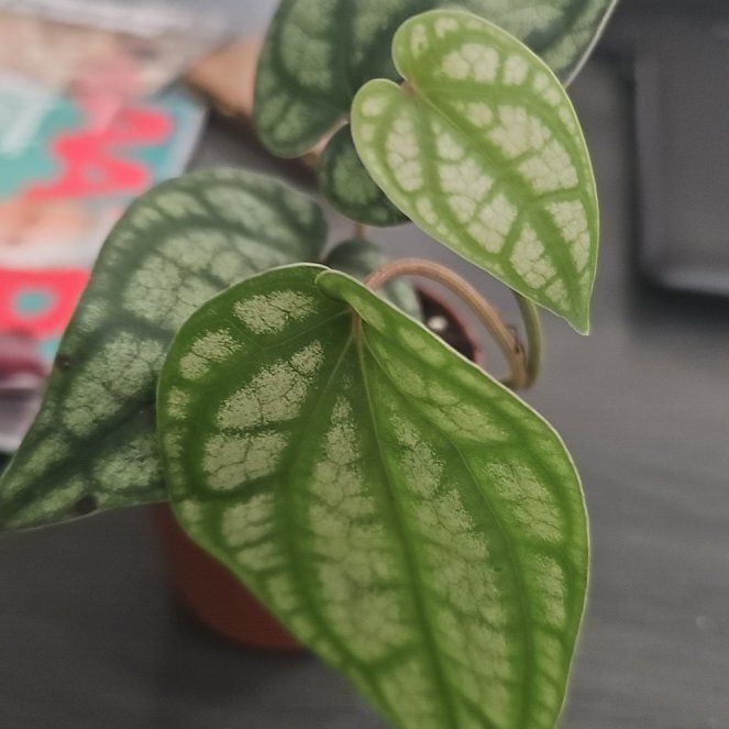 Photo of the plant species Piper sylvaticum by @plantlover69 named Surya on Greg, the plant care app