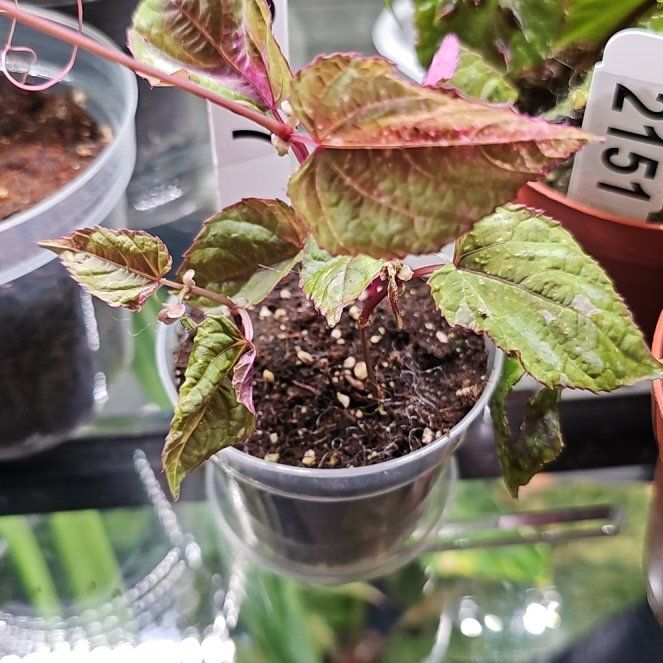 Photo of the plant species Rex Begonia Vine 'Silver Form' by @plantlover69 named Sigmund on Greg, the plant care app