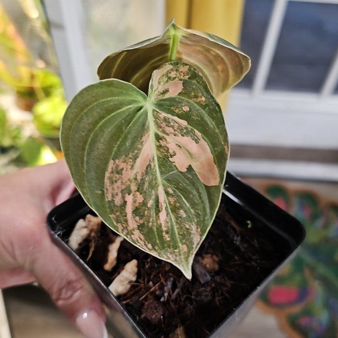 Photo of the plant species Philodendron Melanochrysum x Verrucosum by @plantlover69 named Denali on Greg, the plant care app