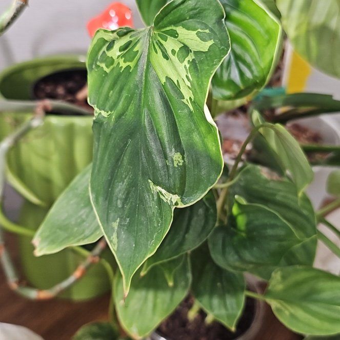 Photo of the plant species Philodendron plowmanii by @plantlover69 named Kobe on Greg, the plant care app