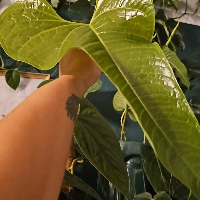 Photo of the plant species Anthurium ivanportillae by @plantlover69 named Plato on Greg, the plant care app