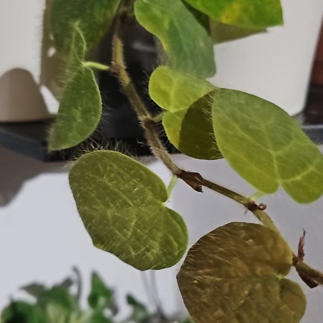 Photo of the plant species Shaggy Leaf Fig by @plantlover69 named Gaga on Greg, the plant care app