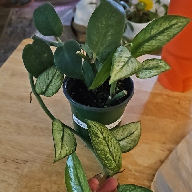 Photo of the plant species Elliptica Mint Rhaphadophora by @plantlover69 named Bigleef Smalls on Greg, the plant care app