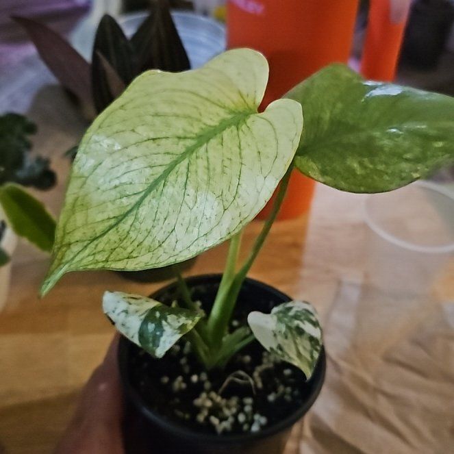 Photo of the plant species Monstera by @plantlover69 named Orlando Bloom on Greg, the plant care app