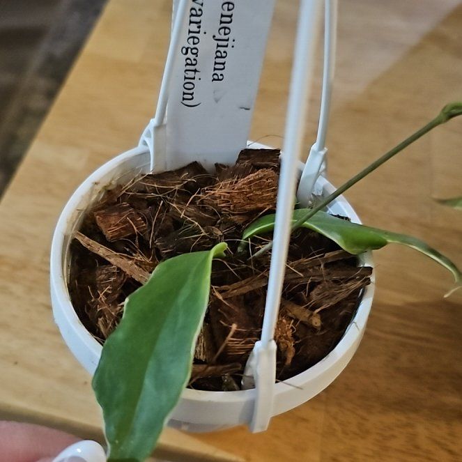 Photo of the plant species Hoya kenejiana albo marginata by @plantlover69 named Gobi on Greg, the plant care app