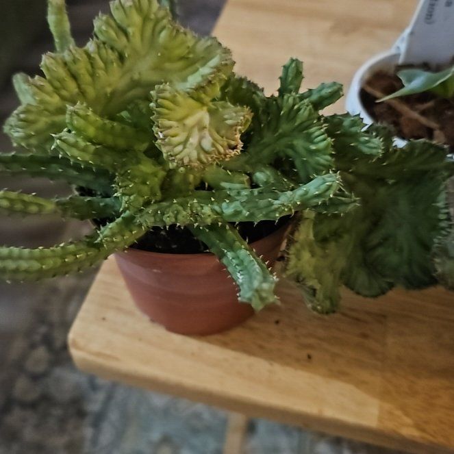 Photo of the plant species Schinz's Stapelia by @plantlover69 named Scarlett on Greg, the plant care app