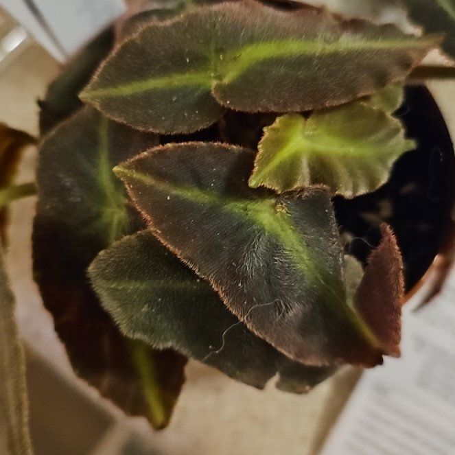 Photo of the plant species Striped Begonia by @plantlover69 named Gobi on Greg, the plant care app