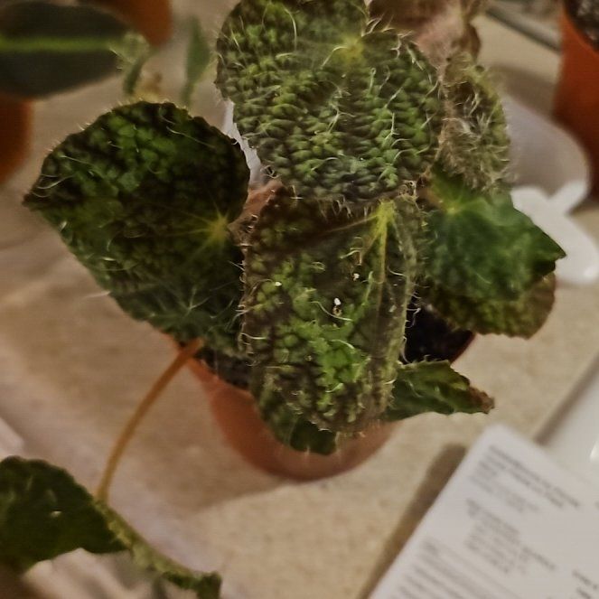 Photo of the plant species Begonia sizemoreae by @plantlover69 named Hemingway on Greg, the plant care app