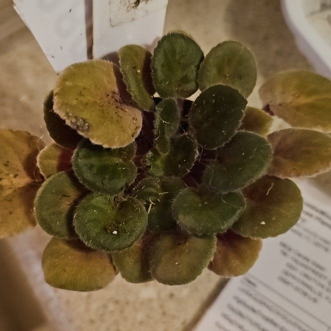 Photo of the plant species African Violet 'Mini Dewi' by @plantlover69 named Kendall on Greg, the plant care app