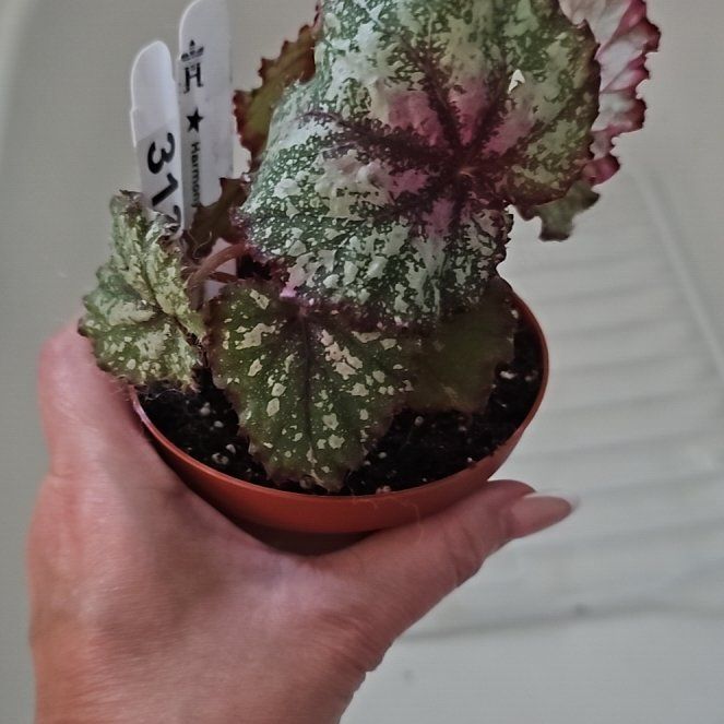 Photo of the plant species Rex Begonia Harmony's 'Hot Spot' by @plantlover69 named Clooney on Greg, the plant care app