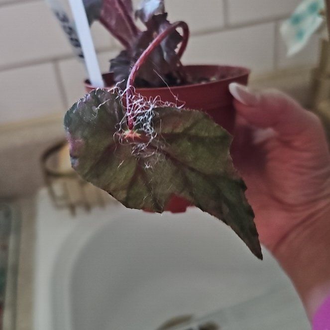 Plant care for Rex Begonia on Greg, the plant care app
