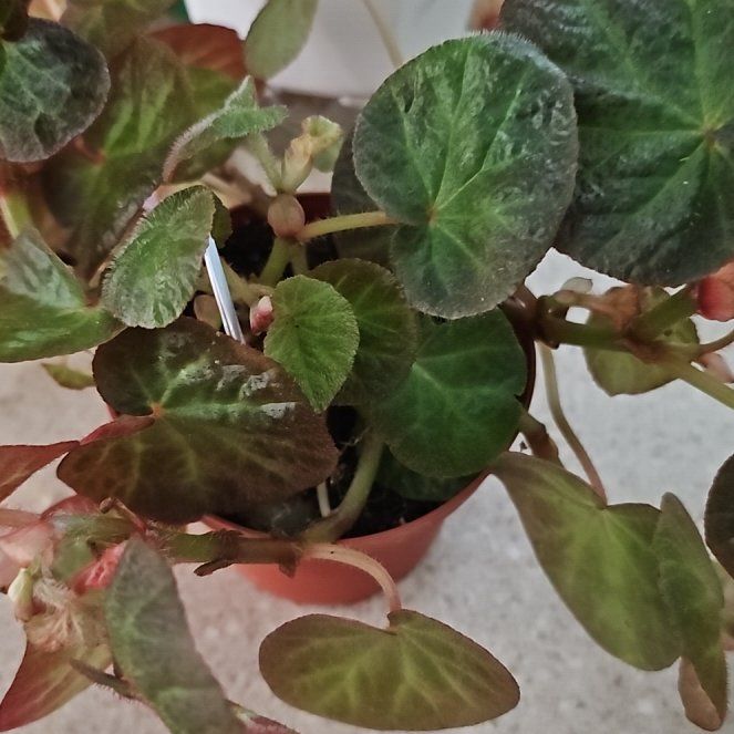 Photo of the plant species Rex Begonia by @plantlover69 named Daphne on Greg, the plant care app