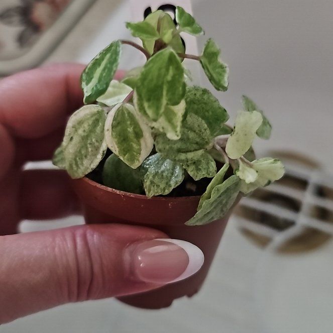 Photo of the plant species Peperomia meridiana by @plantlover69 named Pax on Greg, the plant care app