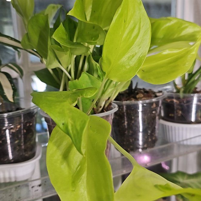 Photo of the plant species Teruno Champs-Elysees Pothos by @plantlover69 named Leaf Erickson on Greg, the plant care app