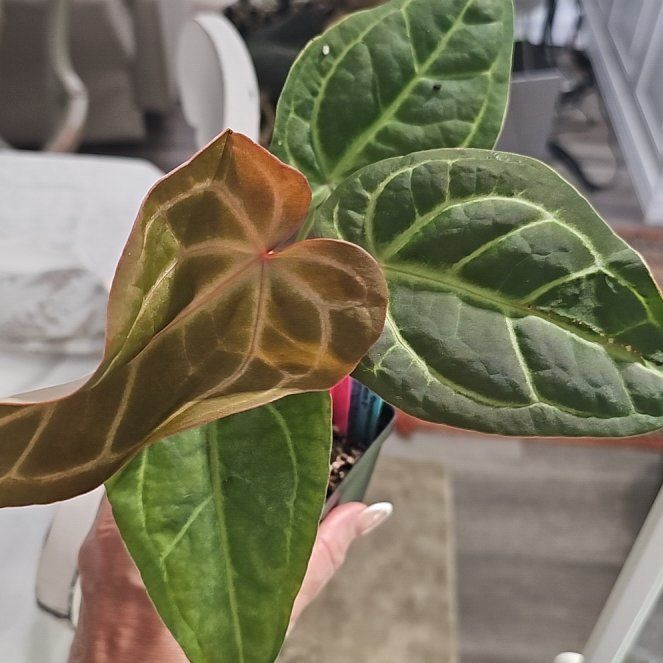 Photo of the plant species Anthurium Swampmanii by @plantlover69 named da Vinci on Greg, the plant care app