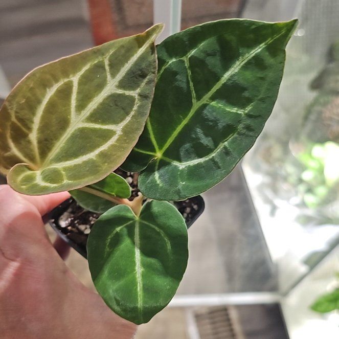 Photo of the plant species Anthurium hybrid by @plantlover69 named Beyonce on Greg, the plant care app