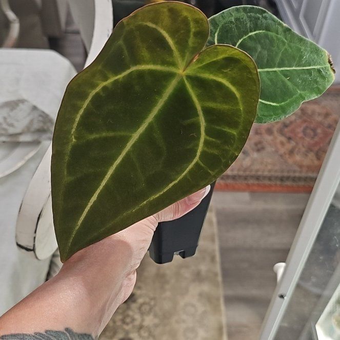 Photo of the plant species Anthurium Magnificum X Forgetii by @plantlover69 named Nithin on Greg, the plant care app