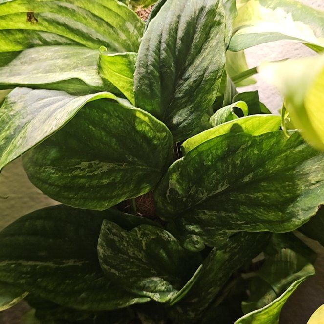 Photo of the plant species rhaphidophora korthalsii thai constellation by @plantlover69 named Kardashian on Greg, the plant care app