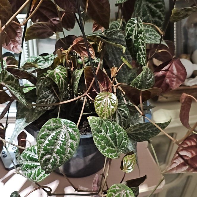 Photo of the plant species Ornamental Pepper by @plantlover69 named Sigmund on Greg, the plant care app