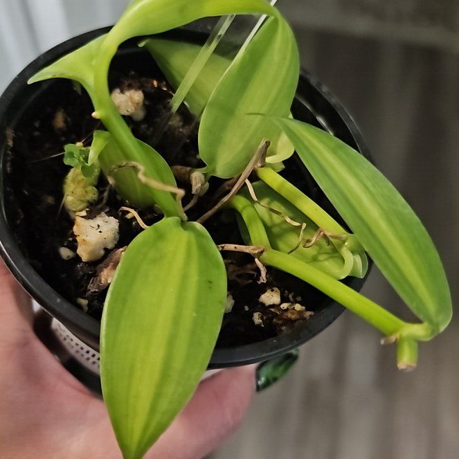 Photo of the plant species varigated Vanilla Orchid by @plantlover69 named Pax on Greg, the plant care app
