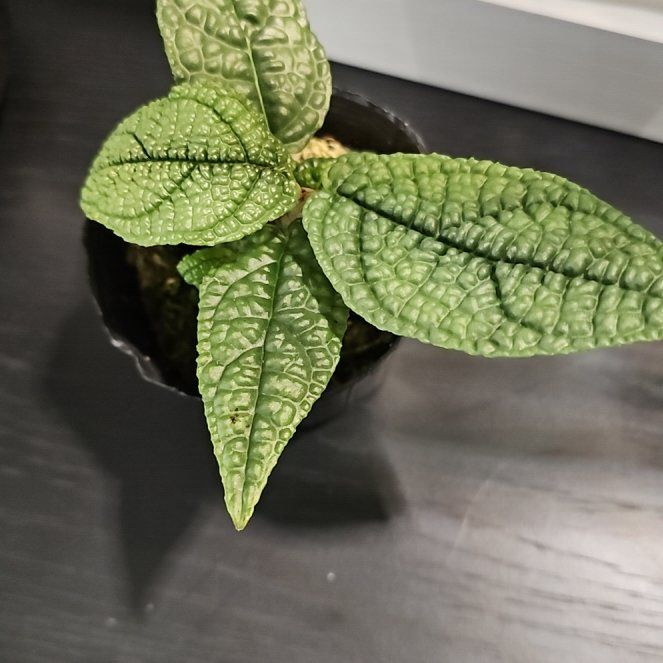 Photo of the plant species Piper artanthopse by @plantlover69 named Athena on Greg, the plant care app