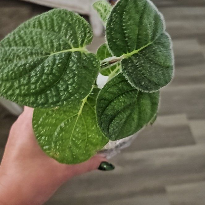 Photo of the plant species Piper by @plantlover69 named Elle on Greg, the plant care app
