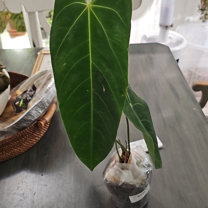 Photo of the plant species Anthurium queremalense by @plantlover69 named Nemo on Greg, the plant care app