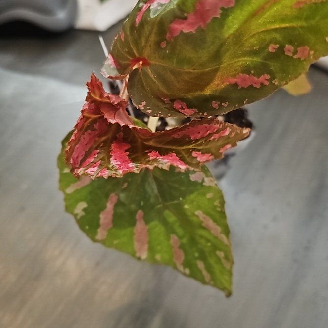 Photo of the plant species Begonia brevirimosa subsp. brevirimosa by @plantlover69 named Beckham on Greg, the plant care app