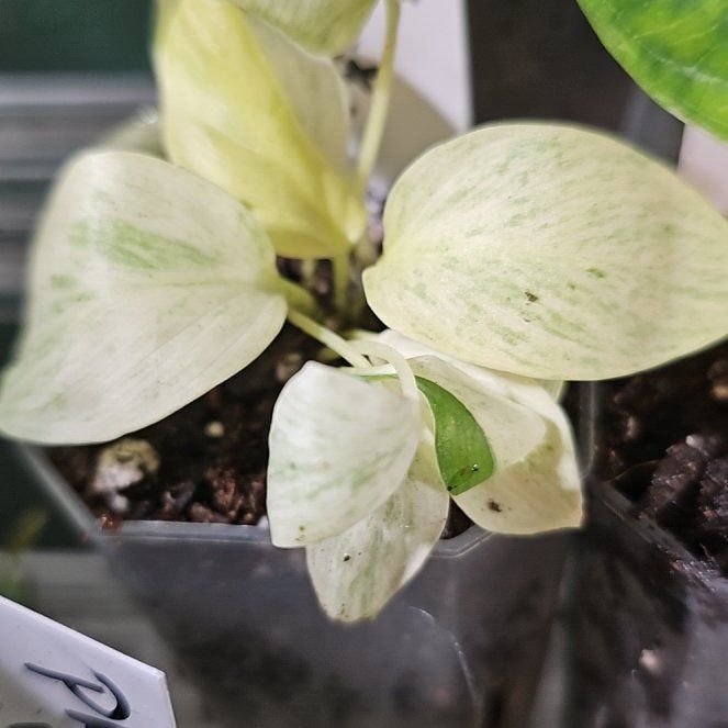Photo of the plant species Homalomena Aurea by @plantlover69 named Drake on Greg, the plant care app