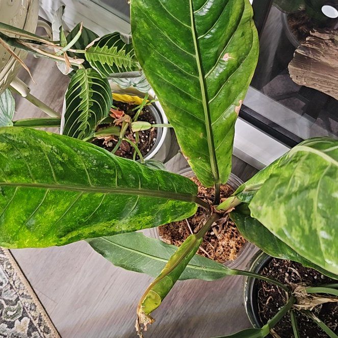 Photo of the plant species Anthurium Hookeri Mint by @plantlover69 named Marley on Greg, the plant care app
