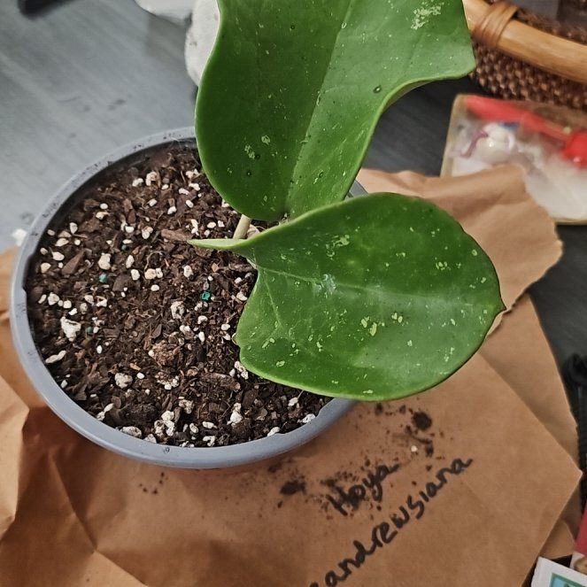 Photo of the plant species Dinner-plate Hoya by @plantlover69 named Winston on Greg, the plant care app