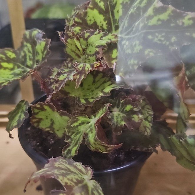 Photo of the plant species Rex Begonia by @plantlover69 named Sigmund on Greg, the plant care app