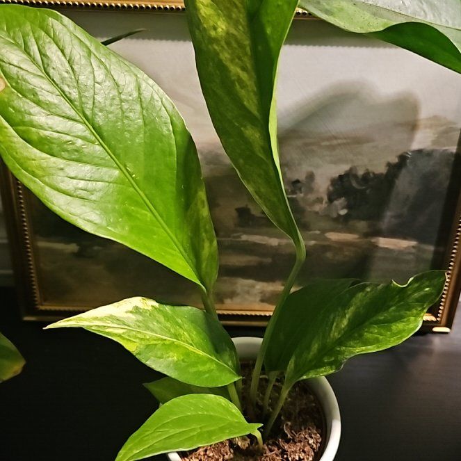 Photo of the plant species Lovely Green by @plantlover69 named Luna on Greg, the plant care app