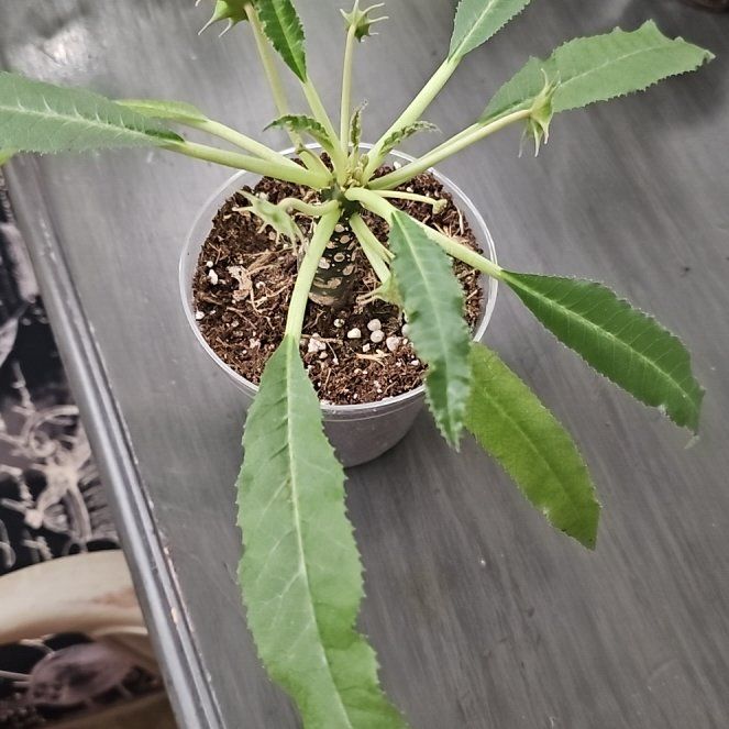 Photo of the plant species Dorstenia foetida ssp. lancifolia by @plantlover69 named Gates on Greg, the plant care app