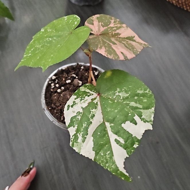 Photo of the plant species Hibiscus by @plantlover69 named Tree Diddy on Greg, the plant care app