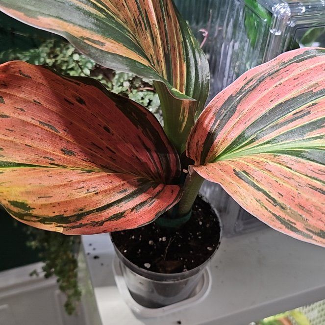 Photo of the plant species Spoliated Kaempferia by @plantlover69 named Queen on Greg, the plant care app