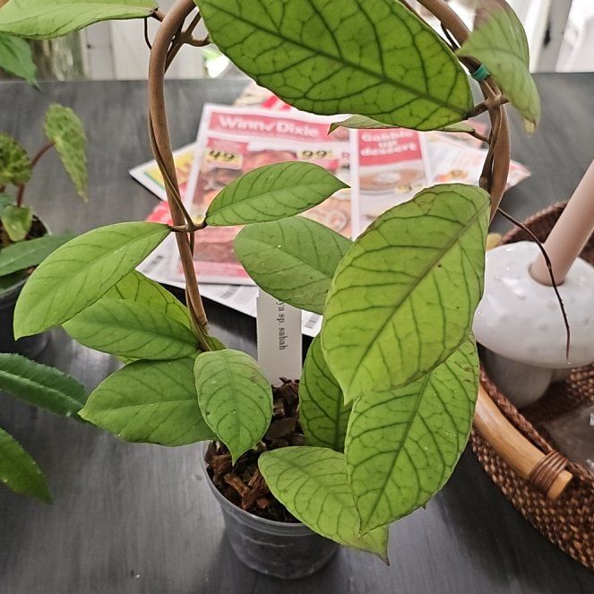 Photo of the plant species Hoya Sabah by @plantlover69 named Sherlock on Greg, the plant care app