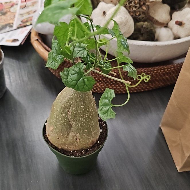 Photo of the plant species Bigfoot by @plantlover69 named Demi on Greg, the plant care app