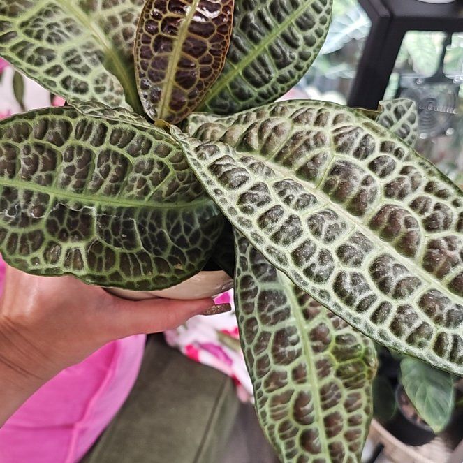 Photo of the plant species Labisia by @plantlover69 named James Dean on Greg, the plant care app