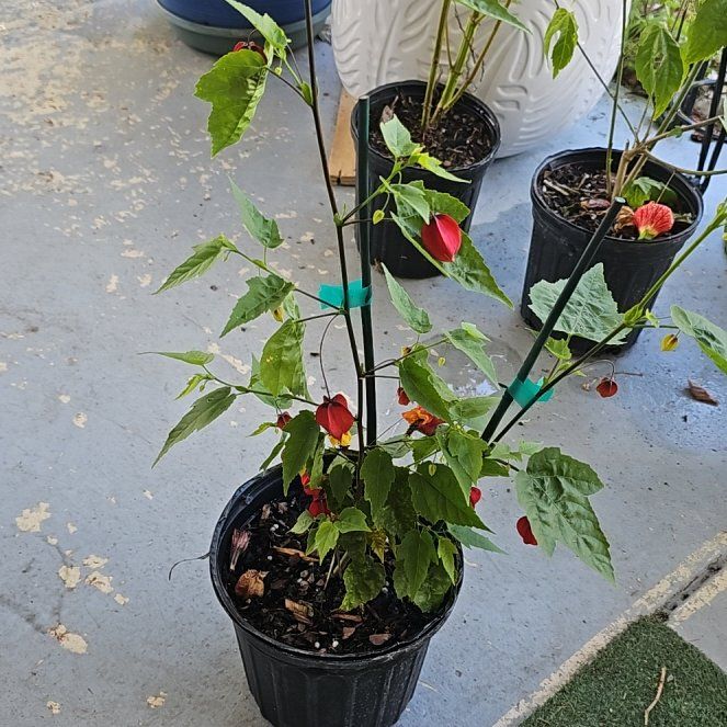 Photo of the plant species Variegated Chinese Lanterns Flowering Maple by @plantlover69 named Stella on Greg, the plant care app
