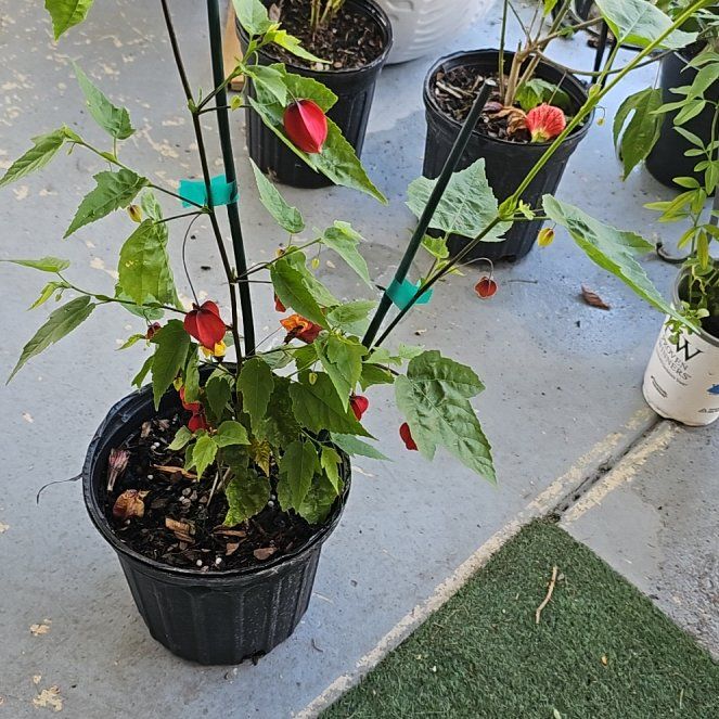 Photo of the plant species Abutilon Pictum by @plantlover69 named Surya on Greg, the plant care app