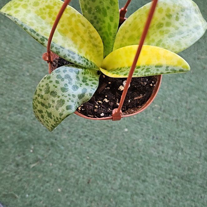 Photo of the plant species Variegated Leopard Lily by @plantlover69 named Demi on Greg, the plant care app