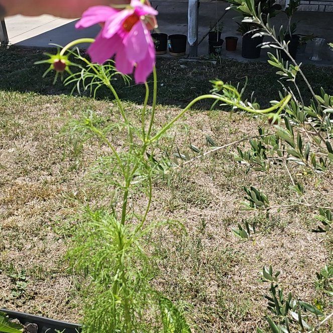 Photo of the plant species Garden Cosmos by @plantlover69 named Fernie Mercury on Greg, the plant care app