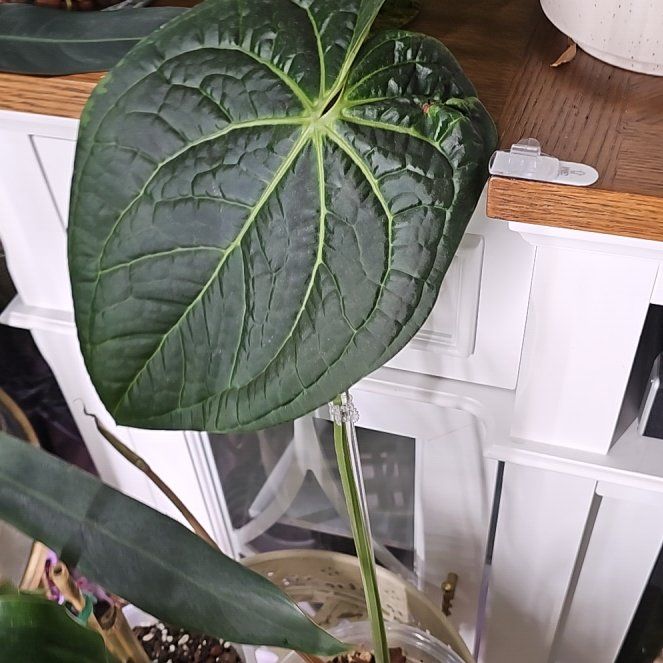 Photo of the plant species Anthurium Luxurians x Crystallinum 'Raven Soul' by @plantlover69 named Remington on Greg, the plant care app