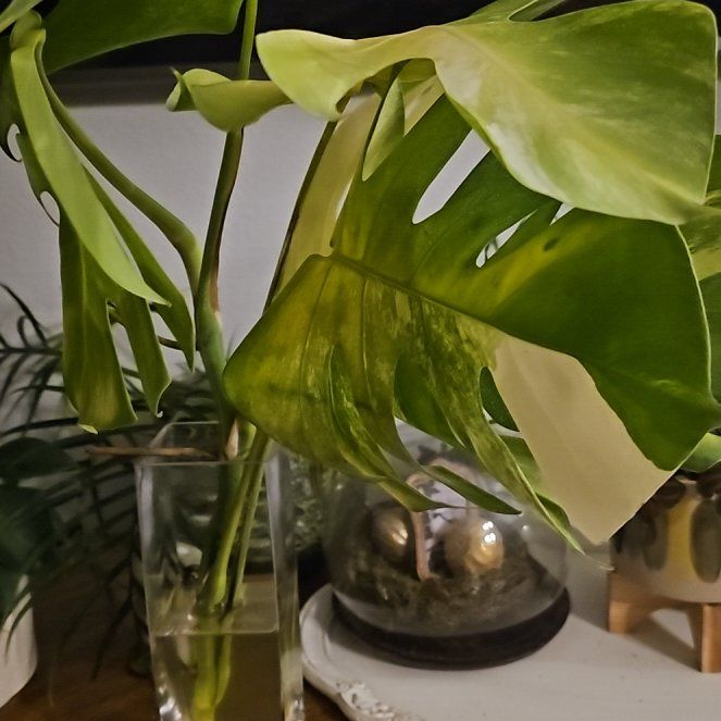 Photo of the plant species Monstera Borsigiana by @plantlover69 named Prince on Greg, the plant care app